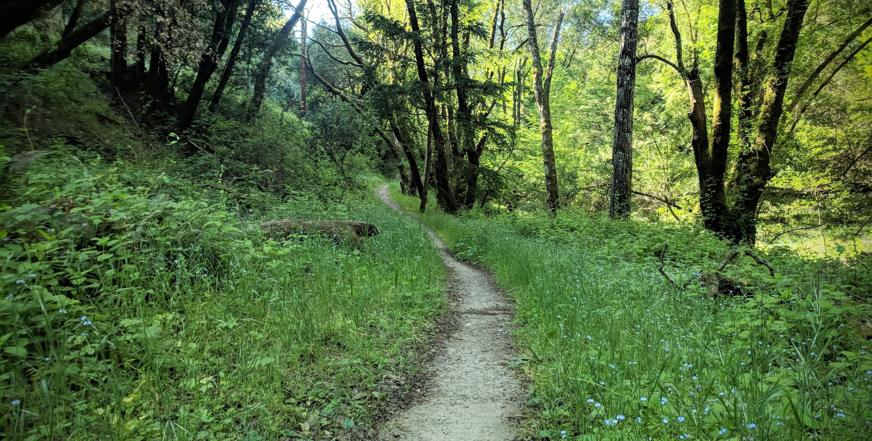 Windy Hill Loop Hiking in California